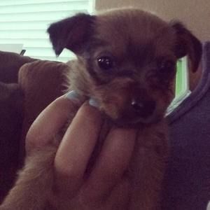 Meet your Posher, Oscar